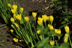 Sternbergia lutea