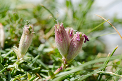 Saponaria caespitosa