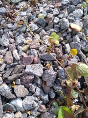 Vitis vinifera