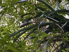 Aechmea bromeliifolia