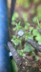 Mazus pumilus
