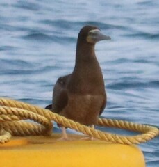 Sula leucogaster leucogaster