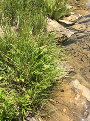 Rhynchospora stiletto