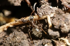 Lasius
