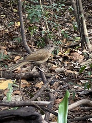 Turdus leucomelas