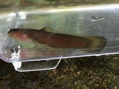 Noturus leptacanthus