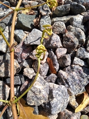 Vitis vinifera