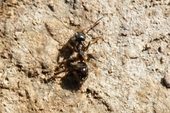 Lasius