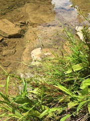 Rhynchospora stiletto