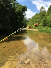 Rhynchospora stiletto