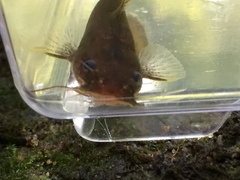 Noturus leptacanthus