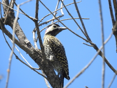 Colaptes melanochloros