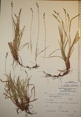 Carex communis communis