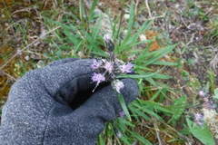Saussurea angustifolia