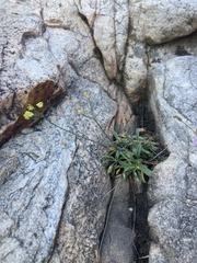 Eriogonum brevicaule brevicaule