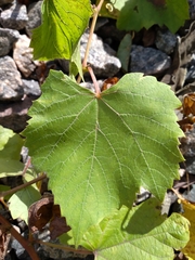 Vitis vinifera