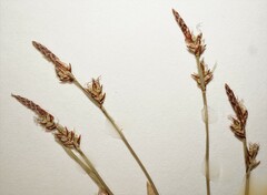 Carex communis communis