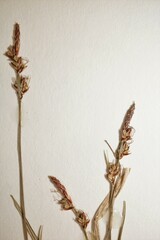 Carex communis communis