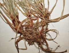 Carex communis communis
