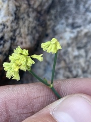 Eriogonum brevicaule brevicaule