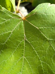 Vitis vinifera
