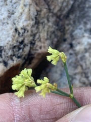 Eriogonum brevicaule brevicaule