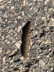 Deilephila porcellus