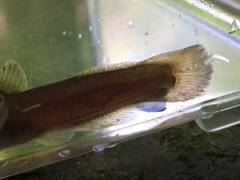 Noturus leptacanthus