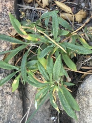 Eriogonum brevicaule brevicaule