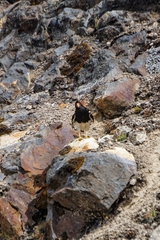 Daptrius megalopterus