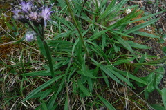 Saussurea angustifolia