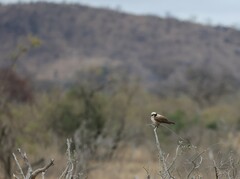 Eurocephalus anguitimens
