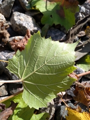 Vitis vinifera