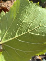 Vitis vinifera