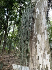 Acanthostachys strobilacea