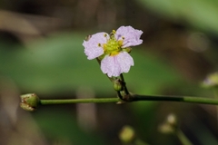 Alisma