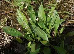 Alisma