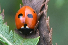 Coccinella quinquepunctata