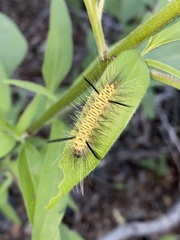 Lophocampa mixta
