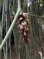 Acanthostachys strobilacea