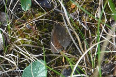 Erebia mancinus