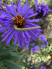 Chlorochlamys chloroleucaria