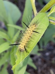 Lophocampa mixta