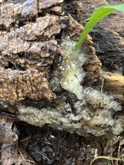 Myxarium nucleatum