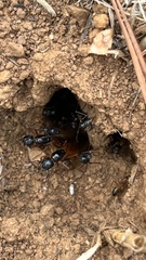 Camponotus sansabeanus
