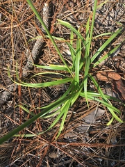 Cyperus plukenetii