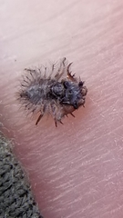 Ululodes quadripunctatus