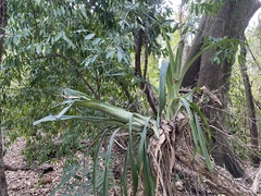 Aechmea bromeliifolia