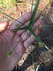 Cyperus plukenetii