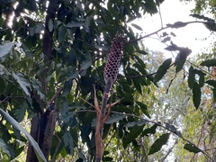 Aechmea bromeliifolia